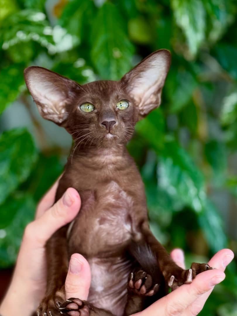 Max - Oriental Shorthair Kitten